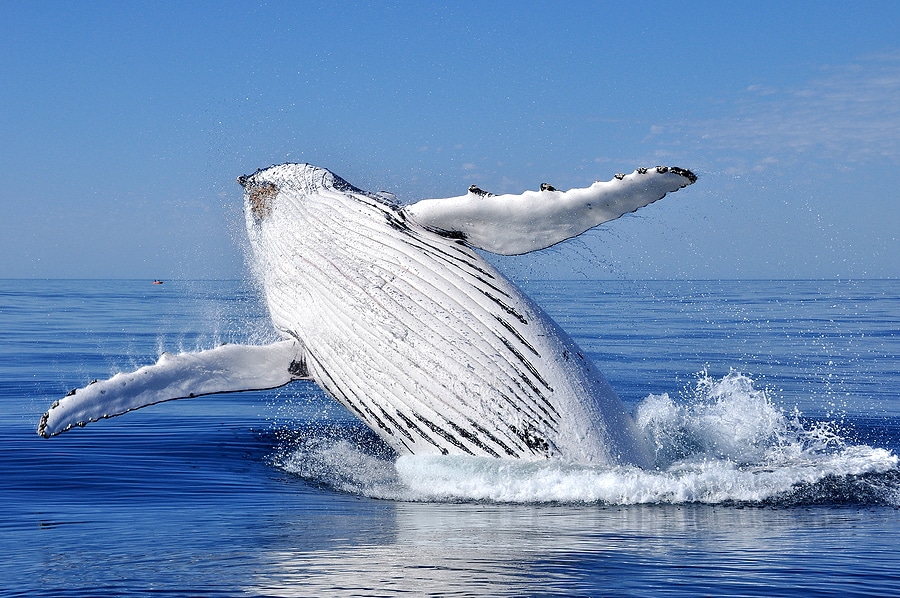 Affordable Rentals Nantucket Island Whale Watching Jeep Rental